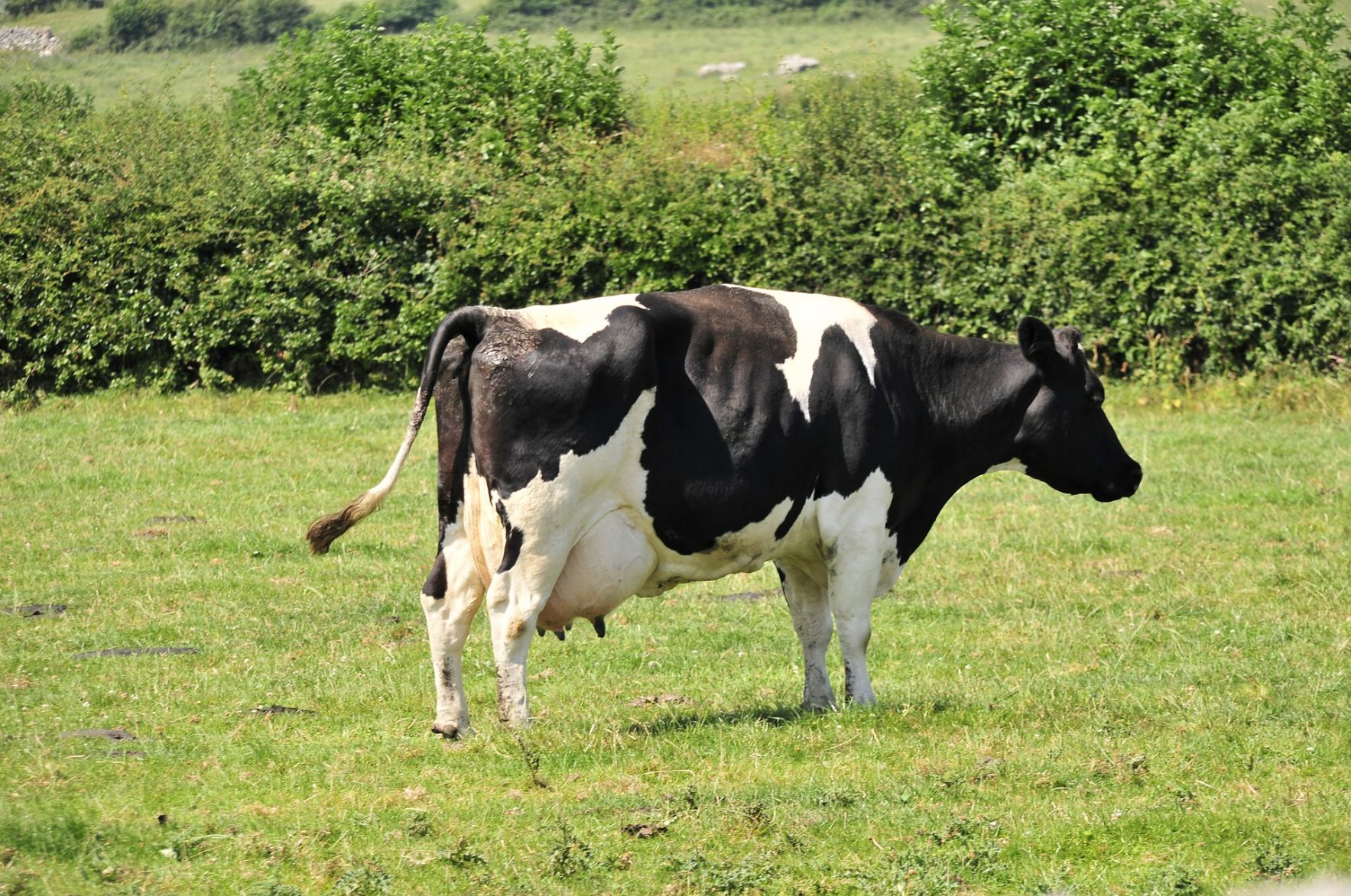 Moo juice